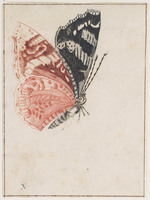 KG 06064
<br/>
Vlinder
<br/>
<em>Teyler, Johan (1648-na 1698/99)</em>